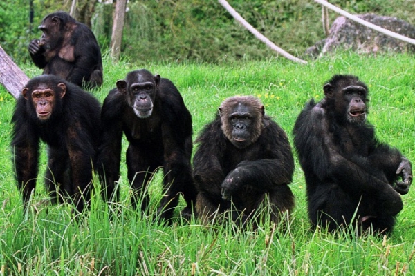 A csimpánzok háborúja fontos tanulságokkal szolgálhat ahhoz, miként fejlődtek az emberszabásúak társadalmai.  Forrás: AFP/Alain Jocard