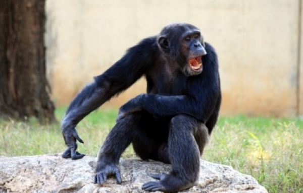 A csimpánz is ember?